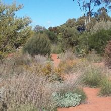 Australian Arid Lands Botanic Gardens