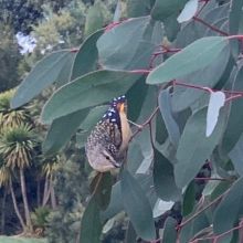 Spotted pardalote in the Ironwood Avenue June 2020