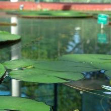 Amazon Waterlily Pavilion, Adelaide Botanic Garden