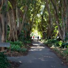 Murdoch Avenue, Adelaide Botanic Garden