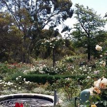 Waite Arboretum Ⓒ Erica Boyle