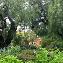 Waite Arboretum Ⓒ Erica Boyle